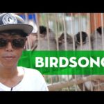 印度尼西亚鸣禽比赛和非法鸟类交易| BIRDSONG |椰子电视在IFLIX新利luck在线娱乐